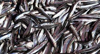 Filipinler'de Milyonlarca Sardalya Yağmuru!