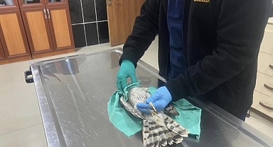 Güçten düşen atmaca duyarlı vatandaşlar tarafından bulundu