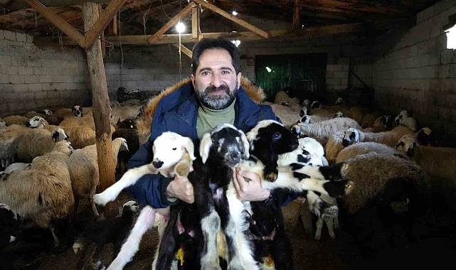 Hayvancılıkta yeni yılın ilk kuzuları dünyaya geldi