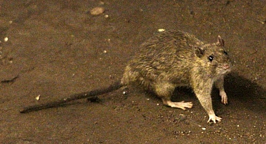 Hıyarcıklı Veba Nedir ve Belirtileri Nelerdir?