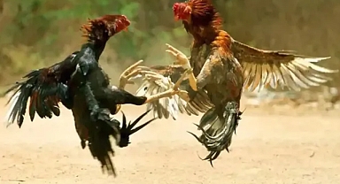 Horoz Dövüşleri: Yasalara Göre Yaptırımlar ve Cezalar