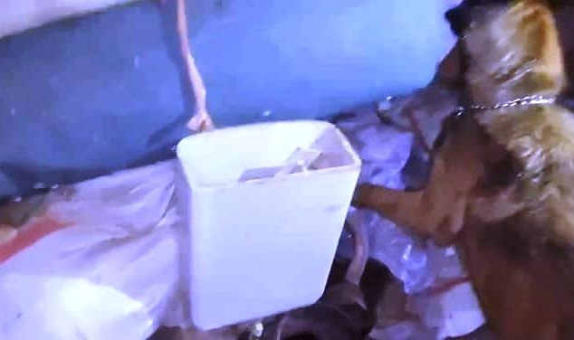 Jandarma ekipleri 10 kilo 200 gram skunk maddesi ele geçirdi