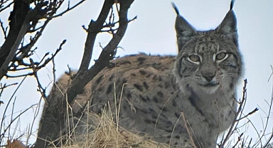 Kırmızı listedeki vaşak fotoğraflandı