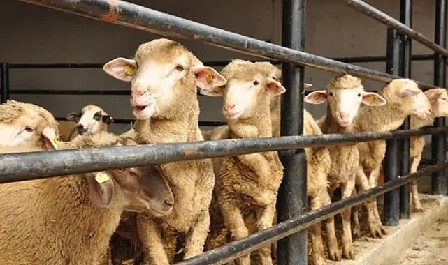 Kurban Bayramı tatili kaç gündür? Kurban Bayramı resmi tatil mi? Kurban Bayramı kaç gün sürer?