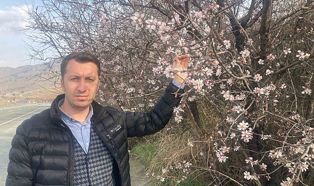 Malatya'da badem ağaçları çiçek açtı