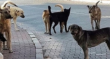 Malazgirt'te 16 yaşındaki çocuk 3 köpeğin saldırısına uğradı: Kameralar saniye saniye kaydetti (Videolu Haber)