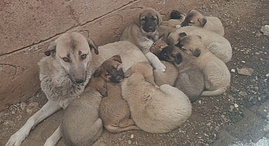 Muş'ta hayırseverler sokak köpeğine ve 12 yavrusuna sahip çıktı