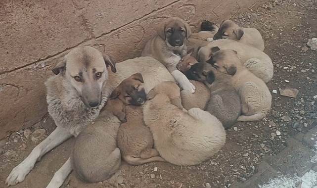 Muş'ta hayırseverler sokak köpeğine ve 12 yavrusuna sahip çıktı
