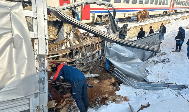 Muş'ta hayvan yüklü tıra tren çarptı: Ölü ve Yaralılar var