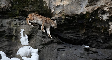 Nesli tükenme tehlikesi geçiriyor o ise kameralara poz verdi
