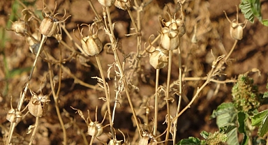 Ölümden başka her şeye deva olan şey nedir? Bilinmeyen faydaları nelerdir?