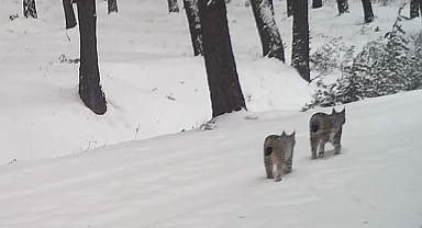 "Ormanın Hayaleti" olarak adlandırılan o hayvanlar kamera karşısına çıkmaya devam ediyor!