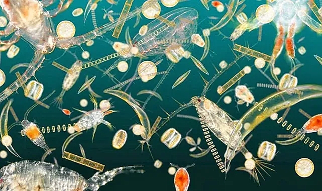 Plankton nedir? Plankton nasıl oluşur, özellikleri nelerdir?