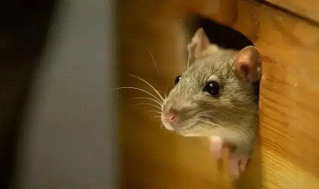 Rüyada Fare Görmek Ne Anlama Gelir? Evde Küçük Fındık Fareleri Olduğunu Görmek