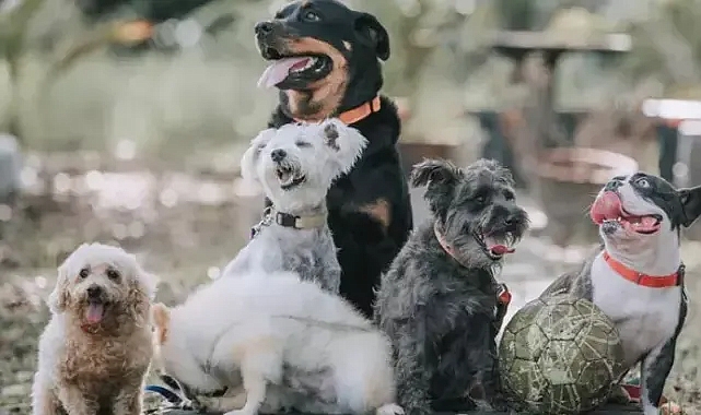 Rüyada Köpek Görmek Ne Anlama Gelir? Büyük Köpek Saldırması ve Köpek Isırması Nedir?