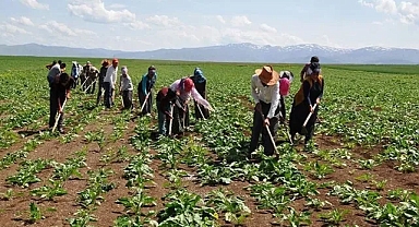 Tarım ve Orman Bakanlığı'ndan 1500 Tarım İşçisi Alımı Müjdesi!