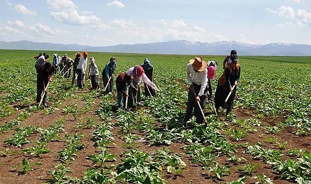 Tarım ve Orman Bakanlığı'ndan 1500 Tarım İşçisi Alımı Müjdesi!