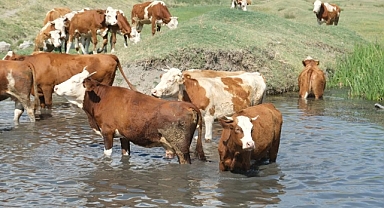 TUİK verilerini açıkladı: Büyükbaş hayvan sayısı yüzde 2,6 azaldı