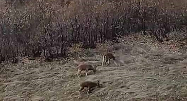 Türlerin Kırmızı Listesindeki dağ keçileri sürü halinde görüntülendi