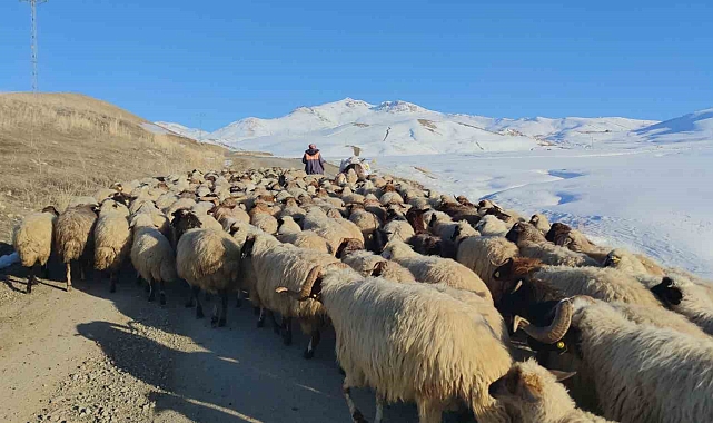 Van'da besicilerin zorlu kış mesaisi devam ediyor