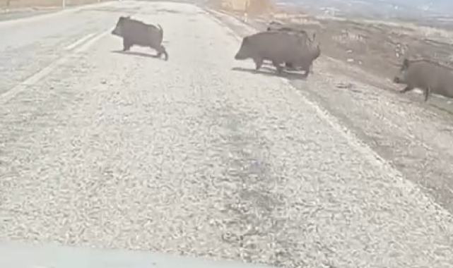 Varto yakınlarında ortaya çıkan domuz sürüsü paniğe sebep oldu