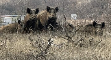 Yerleşim yerlerini mesken tutan yaban domuzları korkutuyor