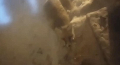 Yiyecek bulamayan tilkiler kapılara dadandı