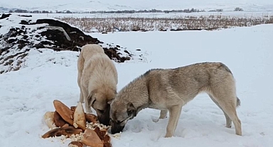 Zorlu kış şartlarında hayvanlara kucak açtı