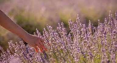 Afyon'da En Çok Ne Yetişir? İşte Bereketli Afyon Toprakları