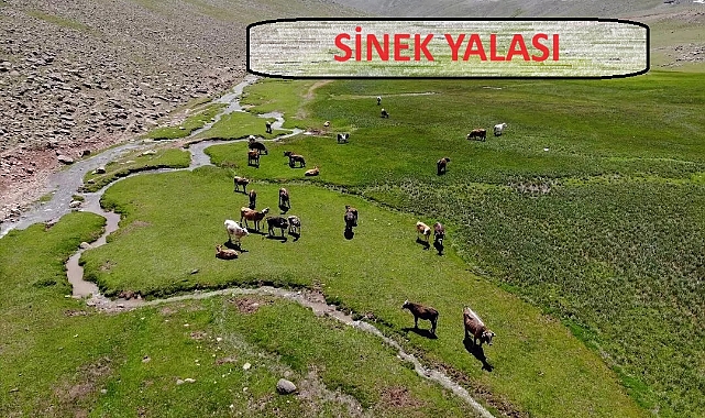 Ağrı Büyükbaş Hayvancılığın Cazibe Merkezi