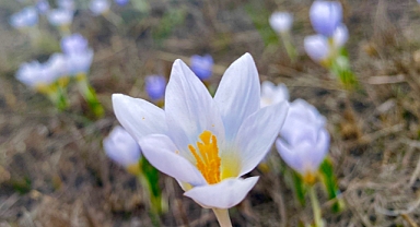 Ağrı'da Baharın müjdecisi kardelenler çiçek açtı(Videolu Haber)