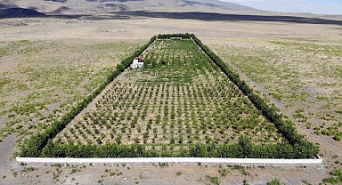 Ağrı'da En Çok Ne Yetişir? İşte Bereketli Ağrı Toprakları