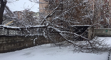 Ağrı’da karın ağırlığına dayanamayan ağaçların dalları kırıldı