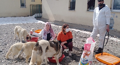 Ağrı’da sokak köpekleri kısırlaştırılıyor