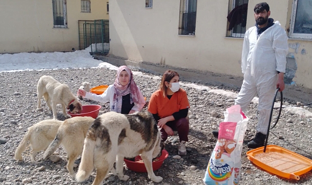 Ağrı’da sokak köpekleri kısırlaştırılıyor