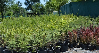 Ağrı Orman Fidanlık Şefliğine Fidan Üretim Söküm Yükleme Hizmeti Alınacaktır