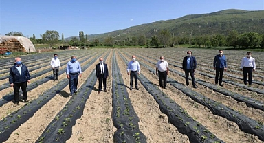Amasya'da En Çok Ne Yetişir? İşte Bereketli Amasya Toprakları