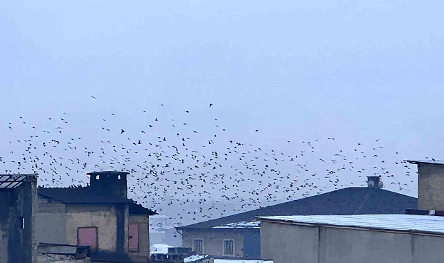 Baharın müjdecisi sığırcık kuşlardan görsel şölen