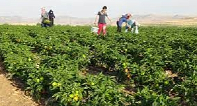 Batman'da En Çok Ne Yetişir? İşte Bereketli Batman Toprakları