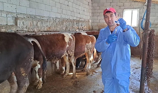Bitlis'te şap aşısı devam ediyor