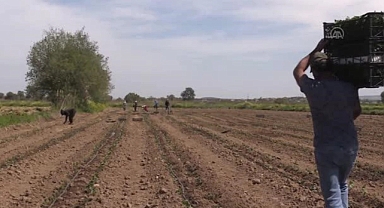 Çanakkale'de En Çok Ne Yetişir? İşte Bereketli Çanakkale Toprakları