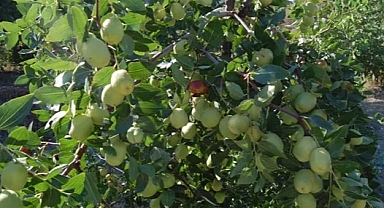 Çorum'da En Çok Ne Yetişir? İşte Bereketli Çorum Toprakları