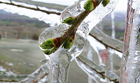 Doğu Anadolu’ya Meteorolojiden Zirai Don Uyarısı