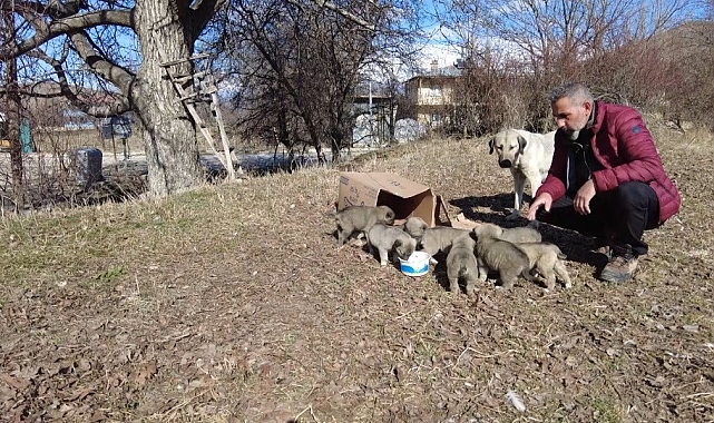 Erzincan'da 9 yavrusu bulunan sokak köpeğine mahalleli sahip çıkıyor
