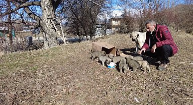 Erzincan'da 9 yavrusu bulunan sokak köpeğine mahalleli sahip çıkıyor