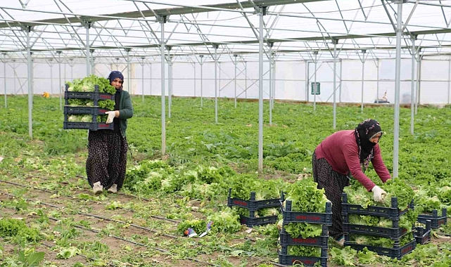 Erzincan'da seralarda marul hasadı sürüyor