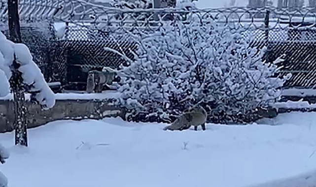 Erzurum'da aç kalan tilkiler kent merkezine indi
