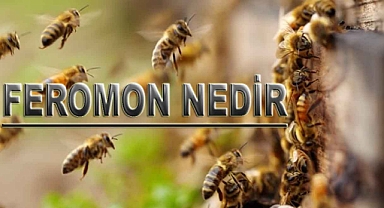 Feromon Nedir? Feromon İzi Ne Anlam İfade Eder? Feromon Etkileri Nelerdir