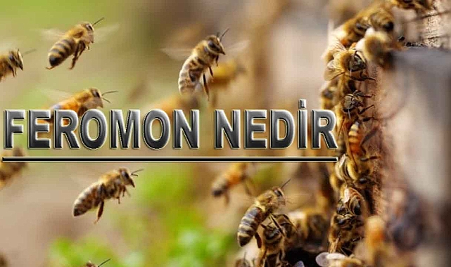 Feromon Nedir? Feromon İzi Ne Anlam İfade Eder? Feromon Etkileri Nelerdir