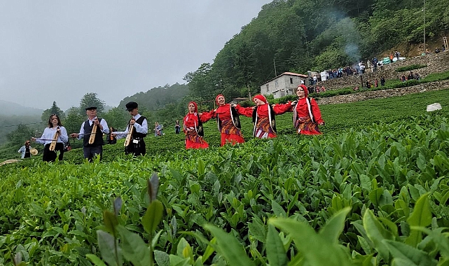 Giresun'da En Çok Ne Yetişir? İşte Bereketli Giresun Toprakları